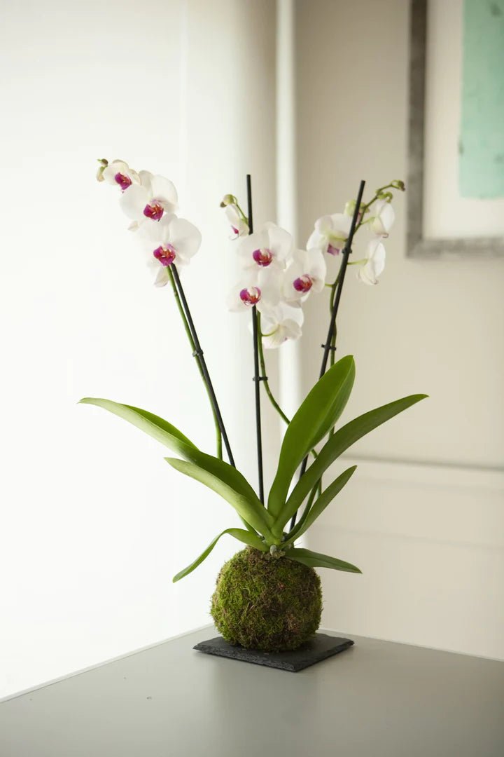 Kokedamas de Orquídeas Blancas: Una Elegante Elección para una Boda Inolvidable