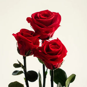 ¿Qué significado tienen las rosas preservadas y sus diferentes colores?