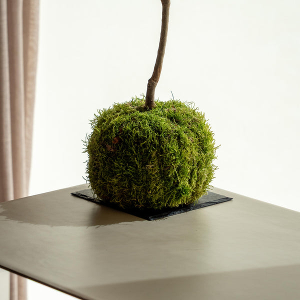 Olea Kokedama