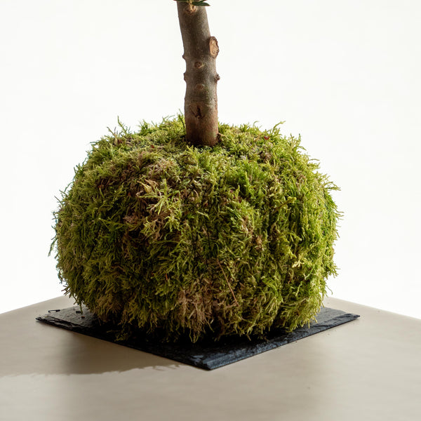 Olive Tree Kokedama