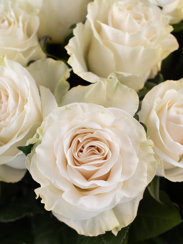 Rosas Blancas - Elige la cantidad que desees