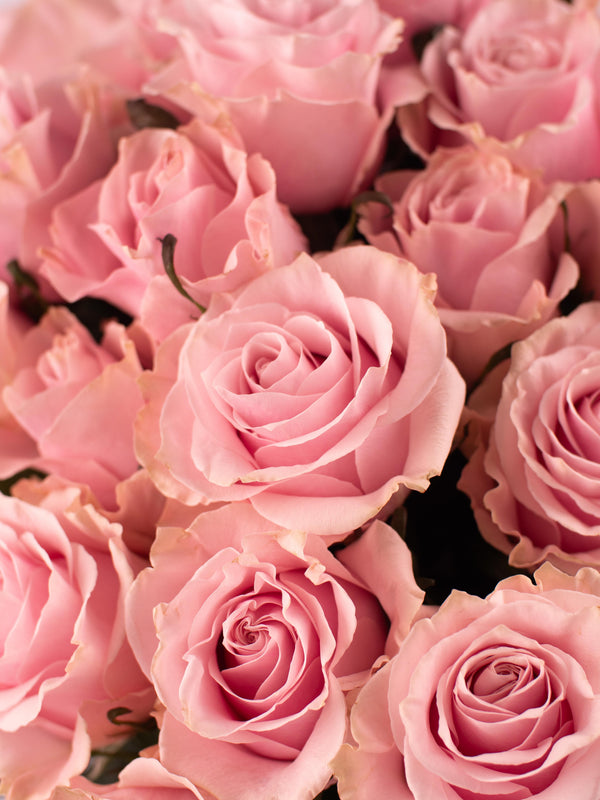 Rosas Rosas - Elige la cantidad que desees