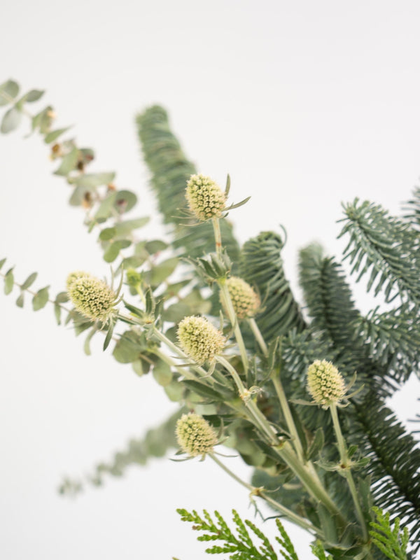 Algodón y eucalipto - Omotesandō Plants