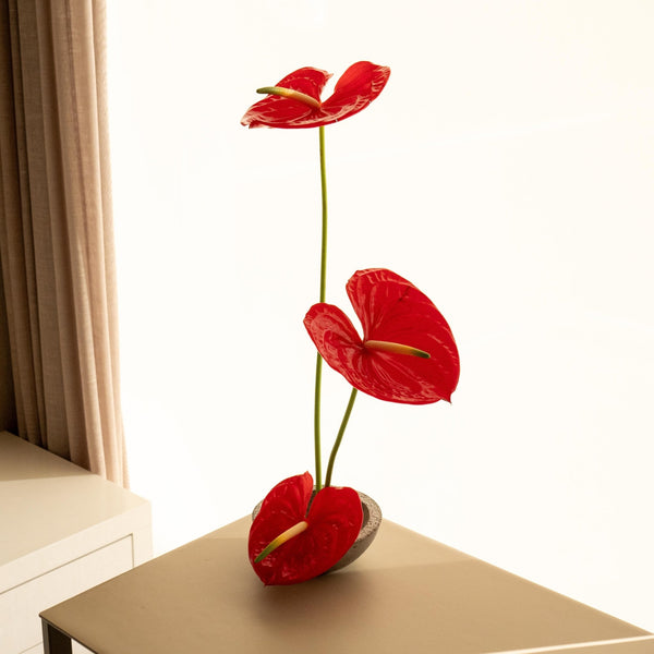 Anthu - Omotesandō Plants