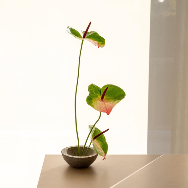 Anthu - Omotesandō Plants