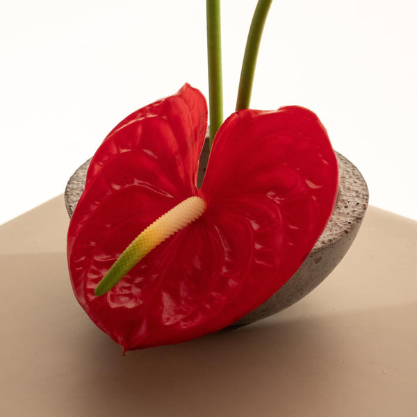 Anthu - Omotesandō Plants