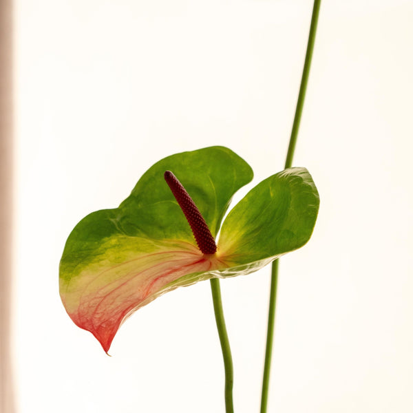 Anthu - Omotesandō Plants