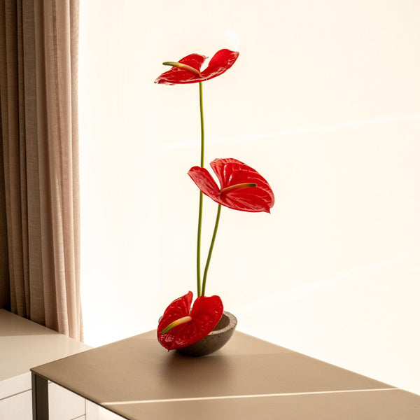 Anthu - Omotesandō Plants