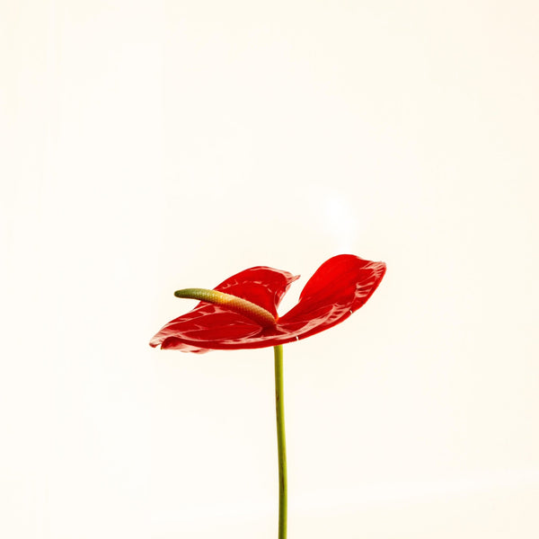 Anthu - Omotesandō Plants