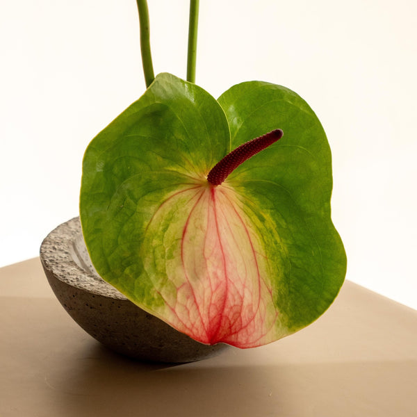 Anthu - Omotesandō Plants