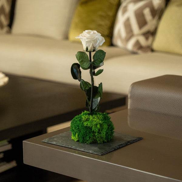 Bodo Rose - Omotesandō Plants