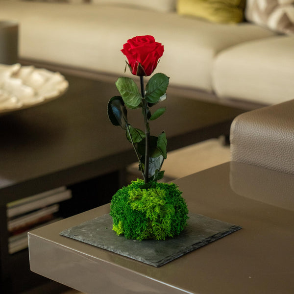 Bodo Rose - Omotesandō Plants