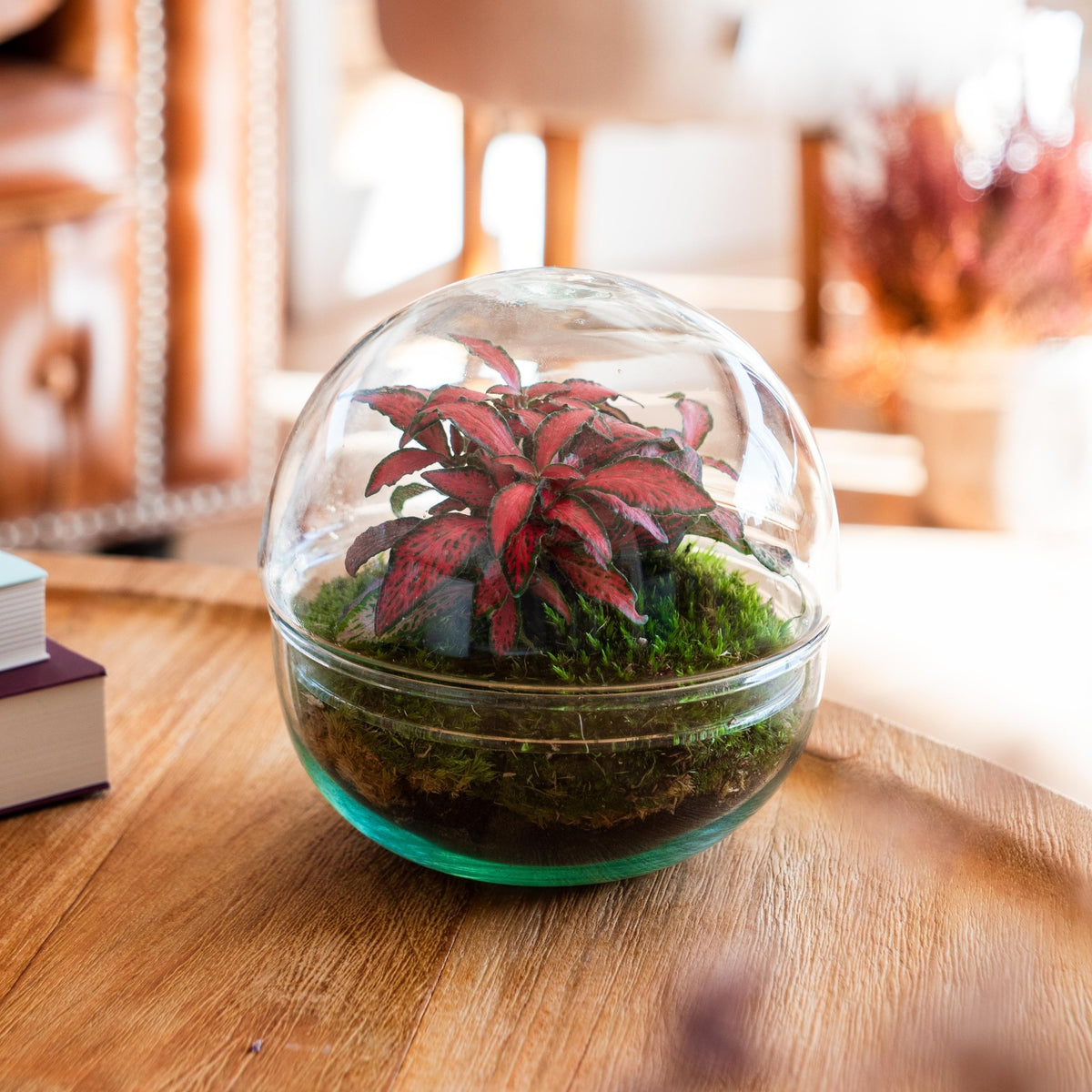Bubble · Kugeliges Terrarium kaufen · Omotesandō Plants