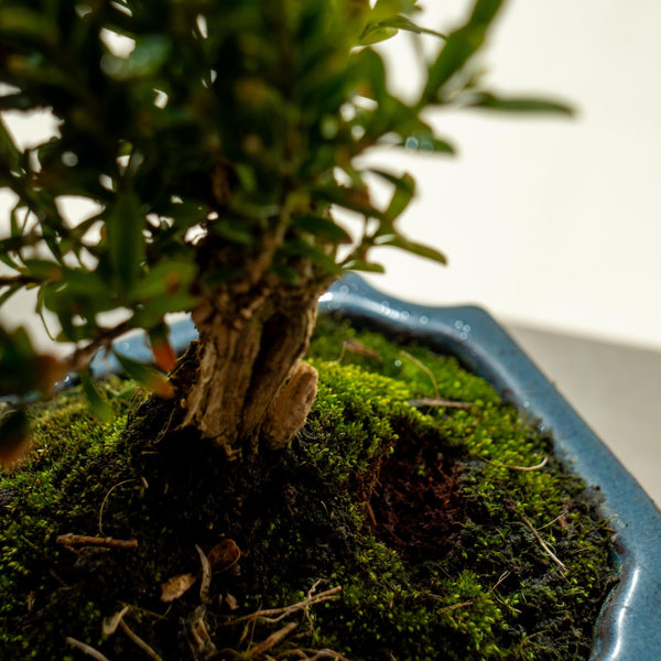 Buxus Harlandii - Omotesandō Plants