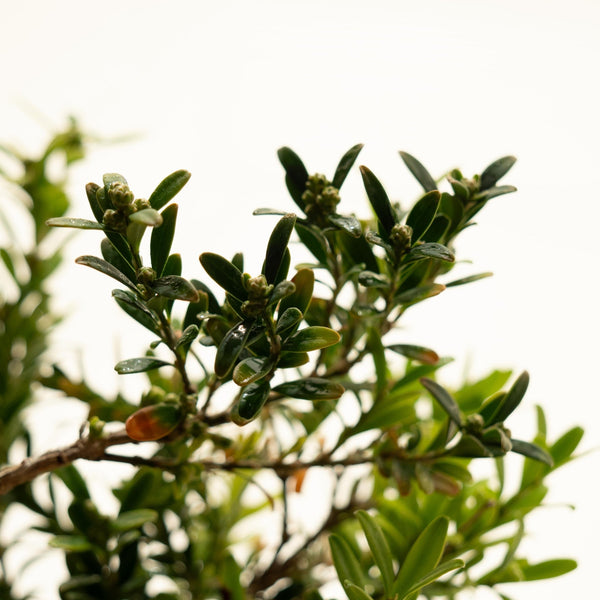 Buxus Harlandii - Omotesandō Plants