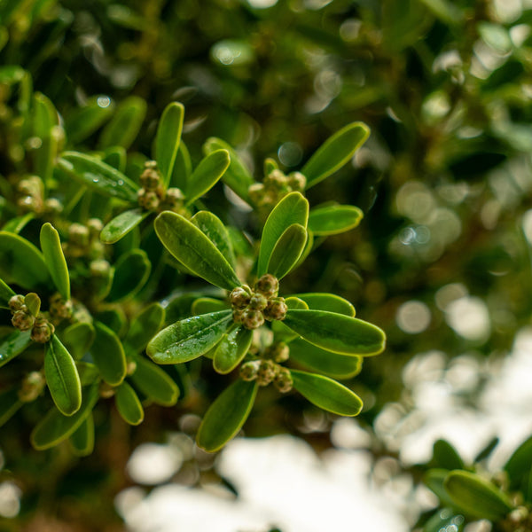 Buxus Harlandii mini - Omotesandō Plants