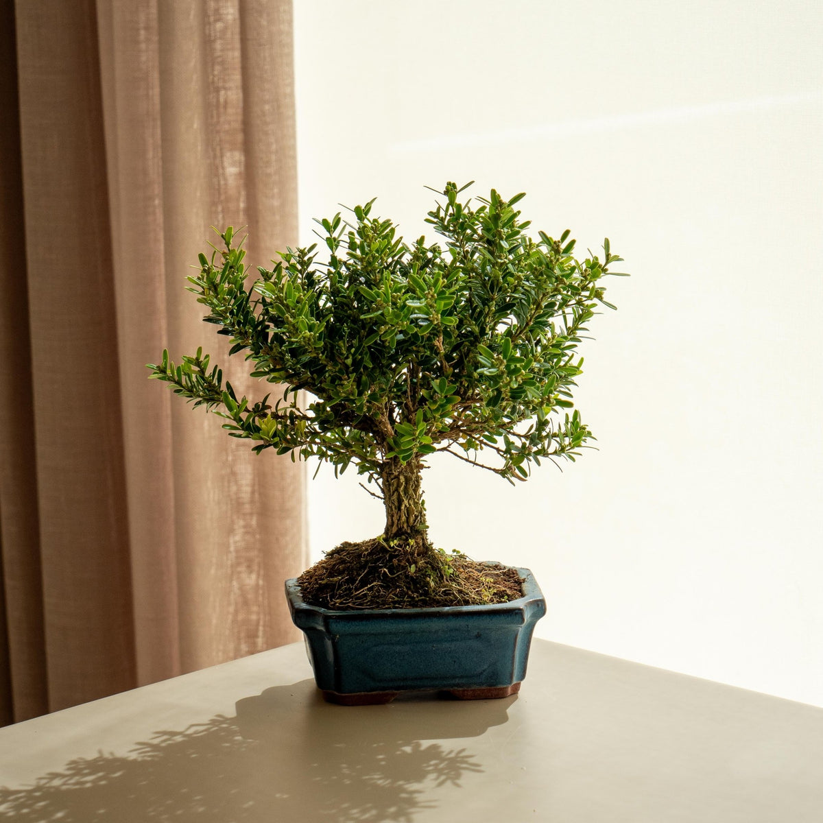 Buxus Harlandii mini - Bonsais