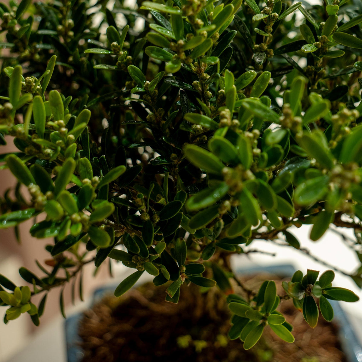 Buxus Harlandii Mini · Bonsai kaufen · Omotesandō Plants