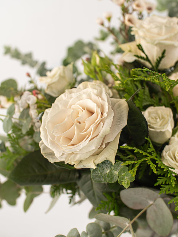 Carmensita - Omotesandō Plants