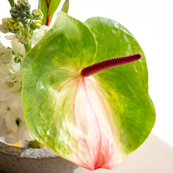 Crisante - Omotesandō Plants