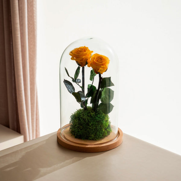 Daburu Rose - Omotesandō Plants