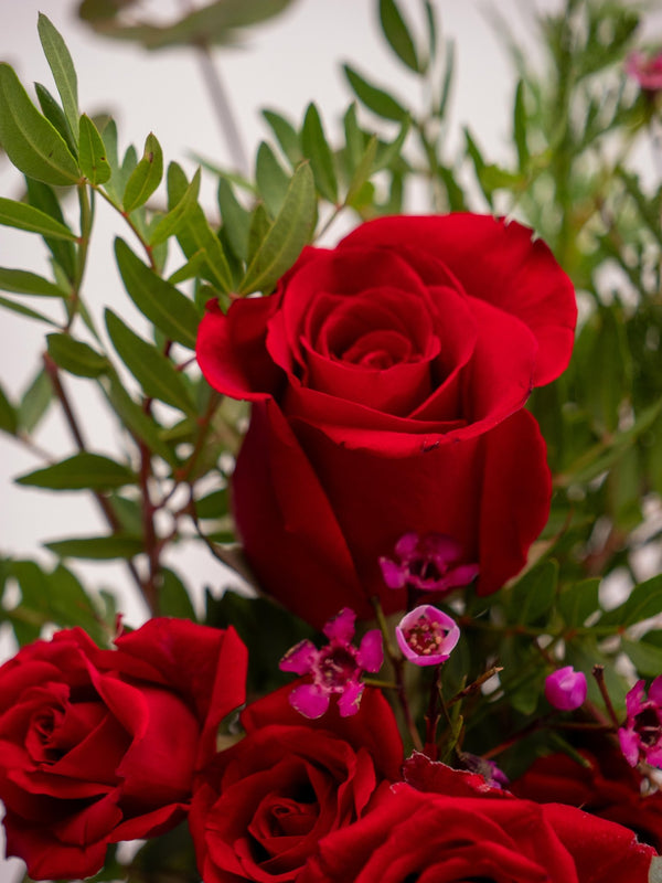 Detalle Paradise - Omotesandō Plants