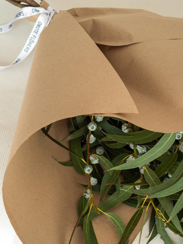 Eucalipto azul - Omotesandō Plants