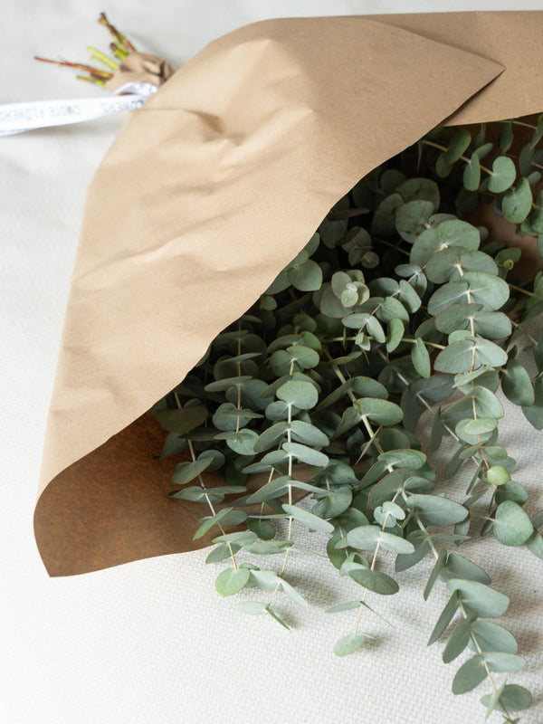 Eucalipto Cinerea - Omotesandō Plants