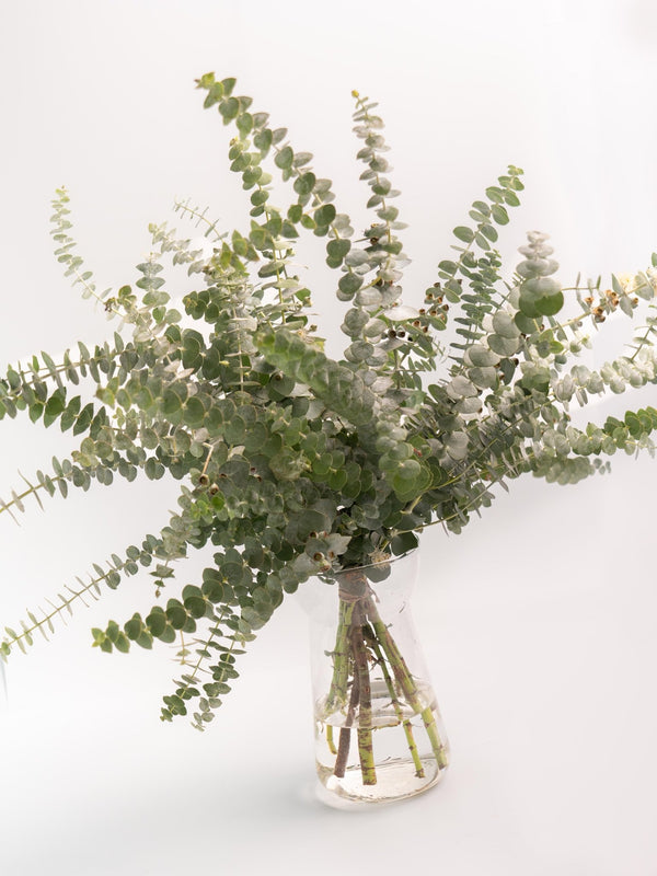 Eucalipto Gunni - Omotesandō Plants