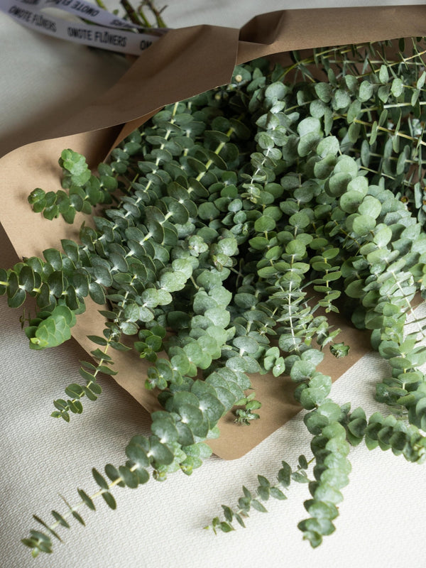 Eucalipto Gunni - Omotesandō Plants