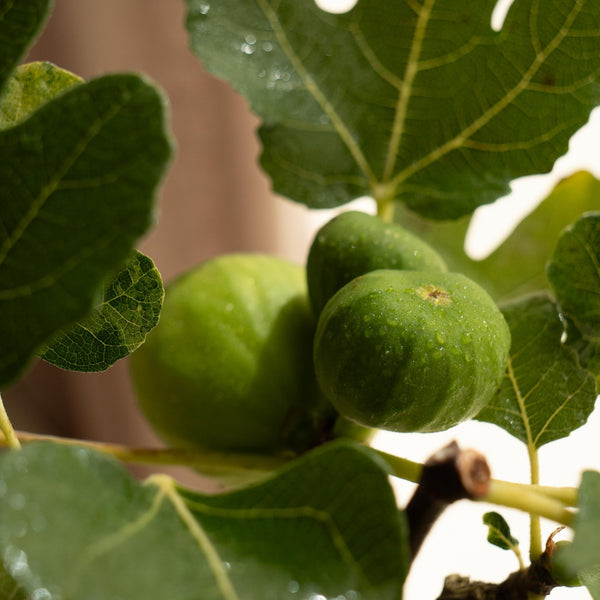 Ficus Carica - Omotesandō Plants