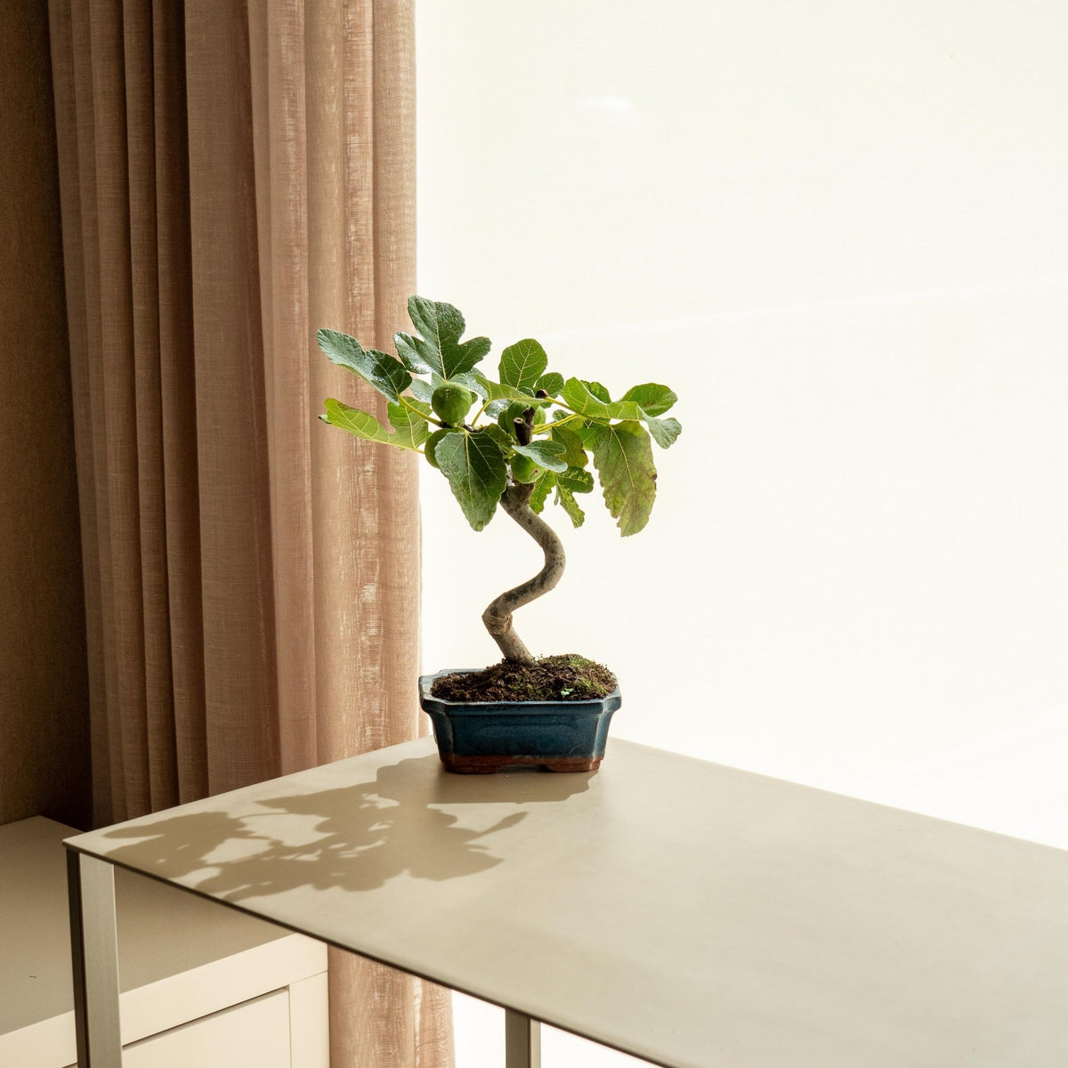 Ficus Carica · Feigenbaum-Bonsai kaufen · Omotesandō Plants