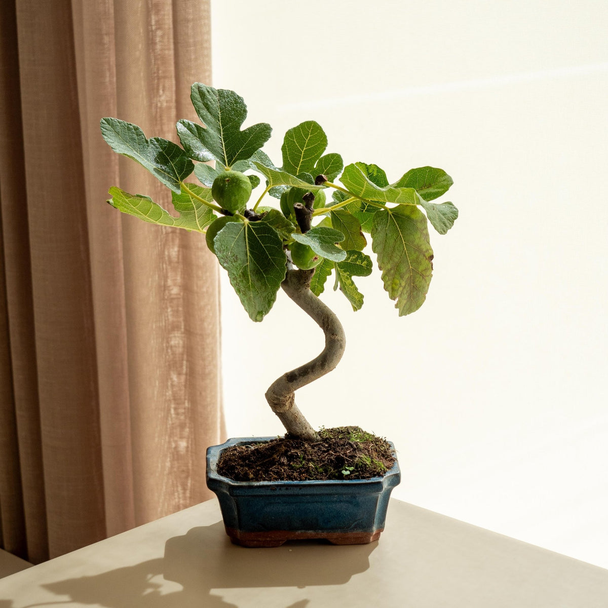 Ficus Carica · Feigenbaum-Bonsai kaufen · Omotesandō Plants