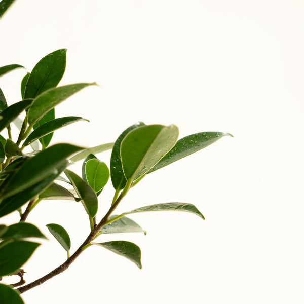 Ficus Retusa - Omotesandō Plants