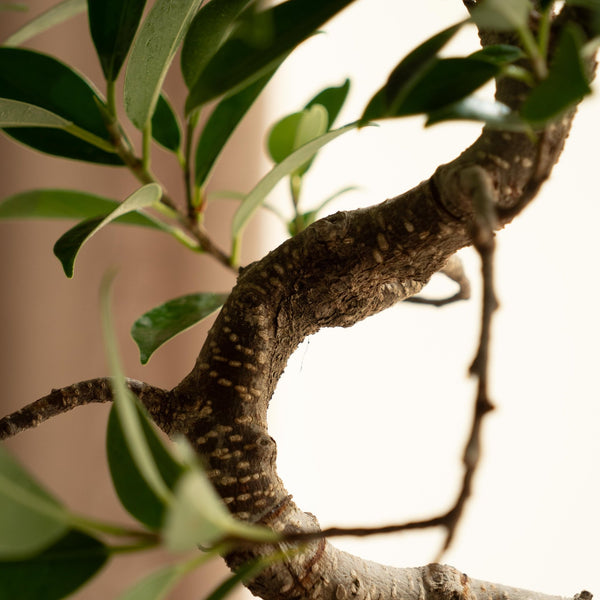Ficus Retusa - Omotesandō Plants