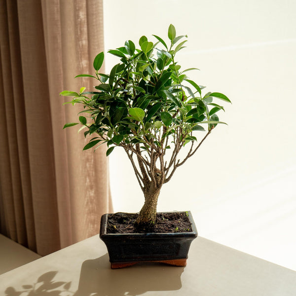 Ficus Retusa mini - Omotesandō Plants