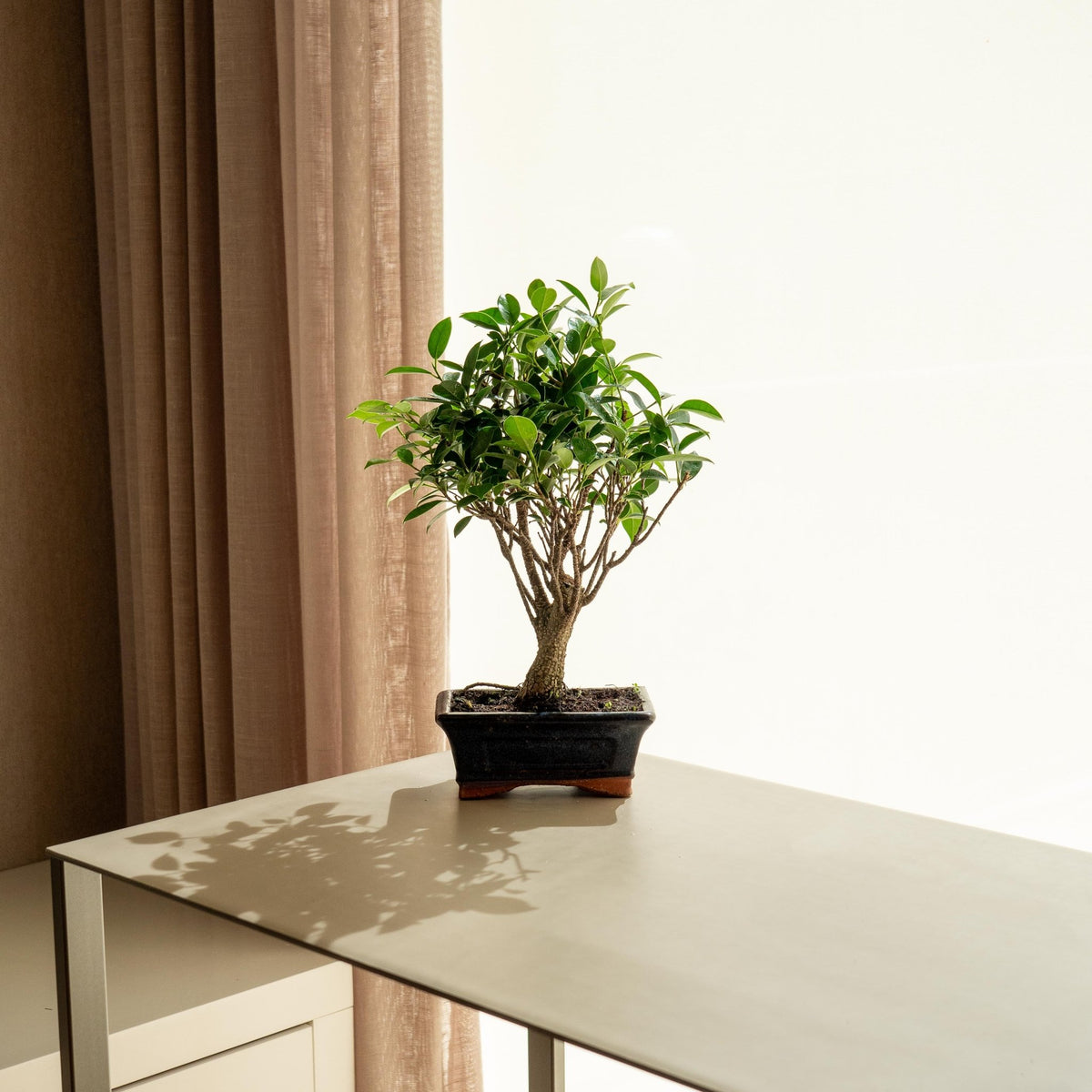 Ficus Retusa Mini · Bonsai kaufen · Omotesandō Plants