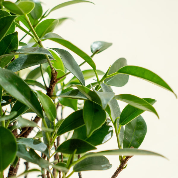 Ficus Retusa mini - Omotesandō Plants