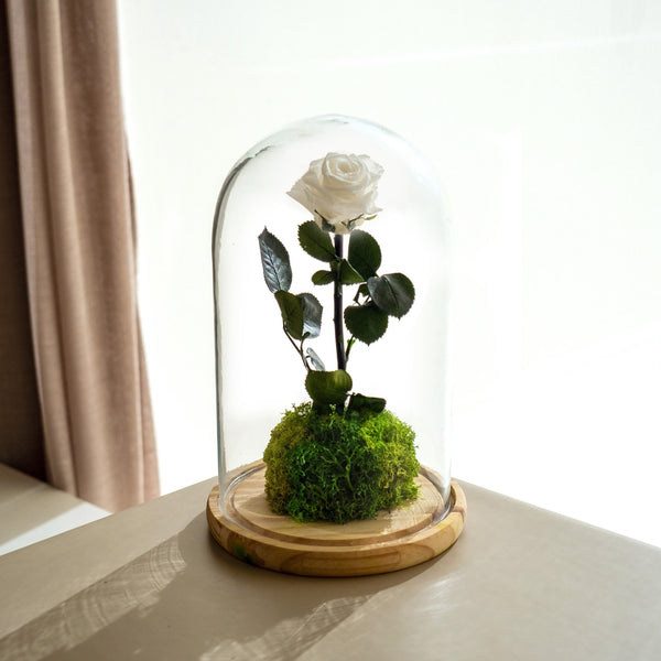 Garden Rose - Omotesandō Plants