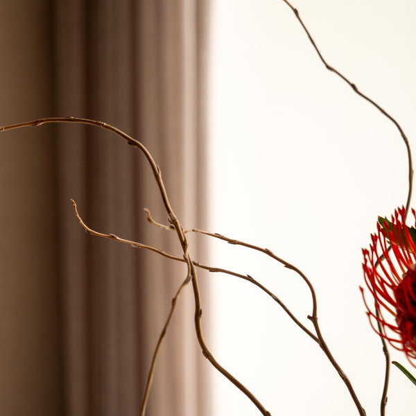 Leucade - Omotesandō Plants