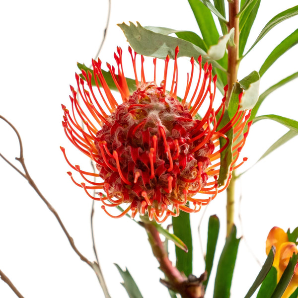 Leucade - Omotesandō Plants