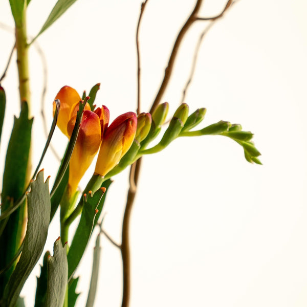 Leucade - Omotesandō Plants