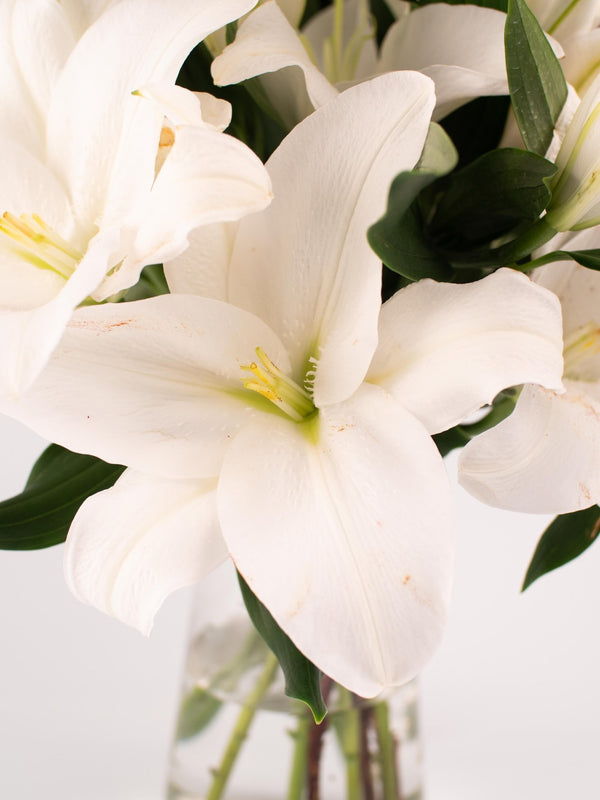 Liliums blancos - Omotesandō Plants