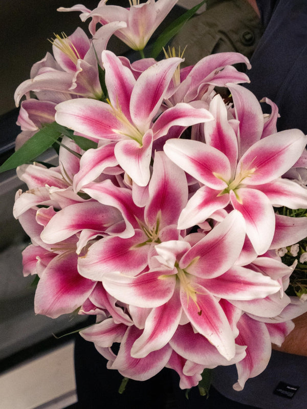 Liliums rosas - Omotesandō Plants