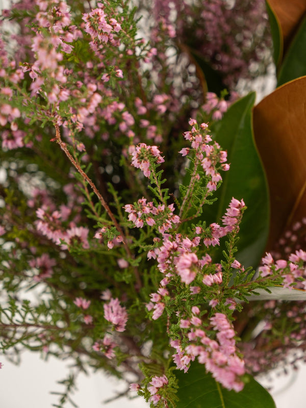 Magnolia y Erica - Omotesandō Plants