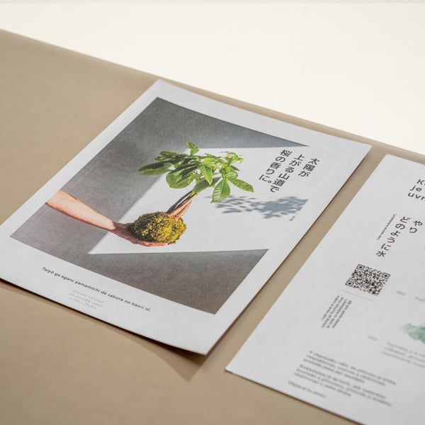 Maranta Kokedama - Omotesandō Plants