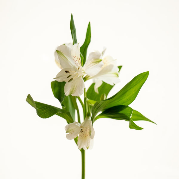 Meria - Omotesandō Plants