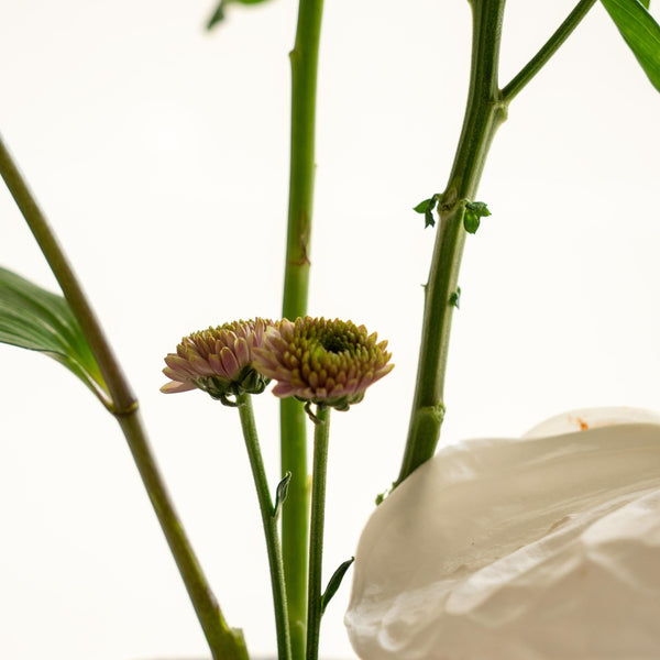 Meria - Omotesandō Plants