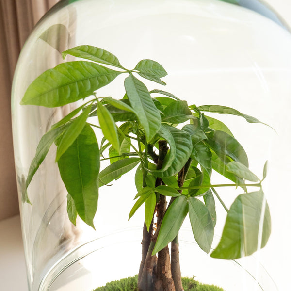 Midori Pach - Omotesandō Plants