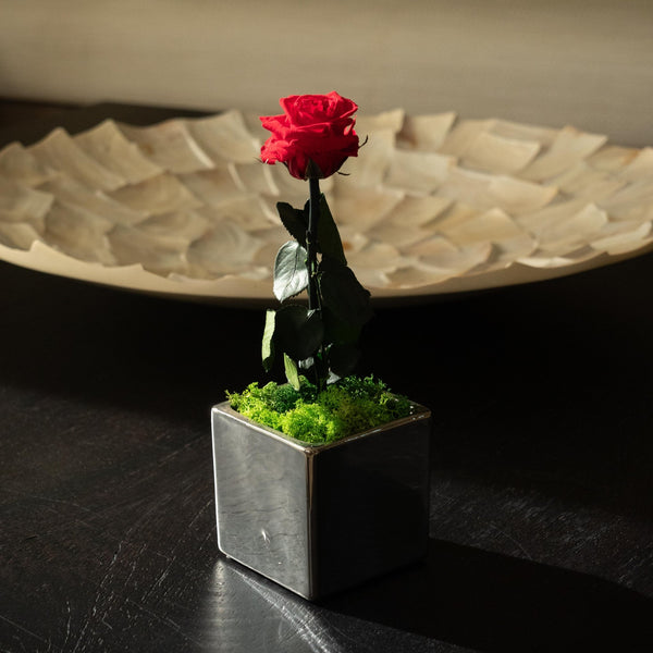 Mirror Rose - Omotesandō Plants